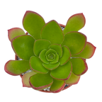 x Semponium 'Diamond'