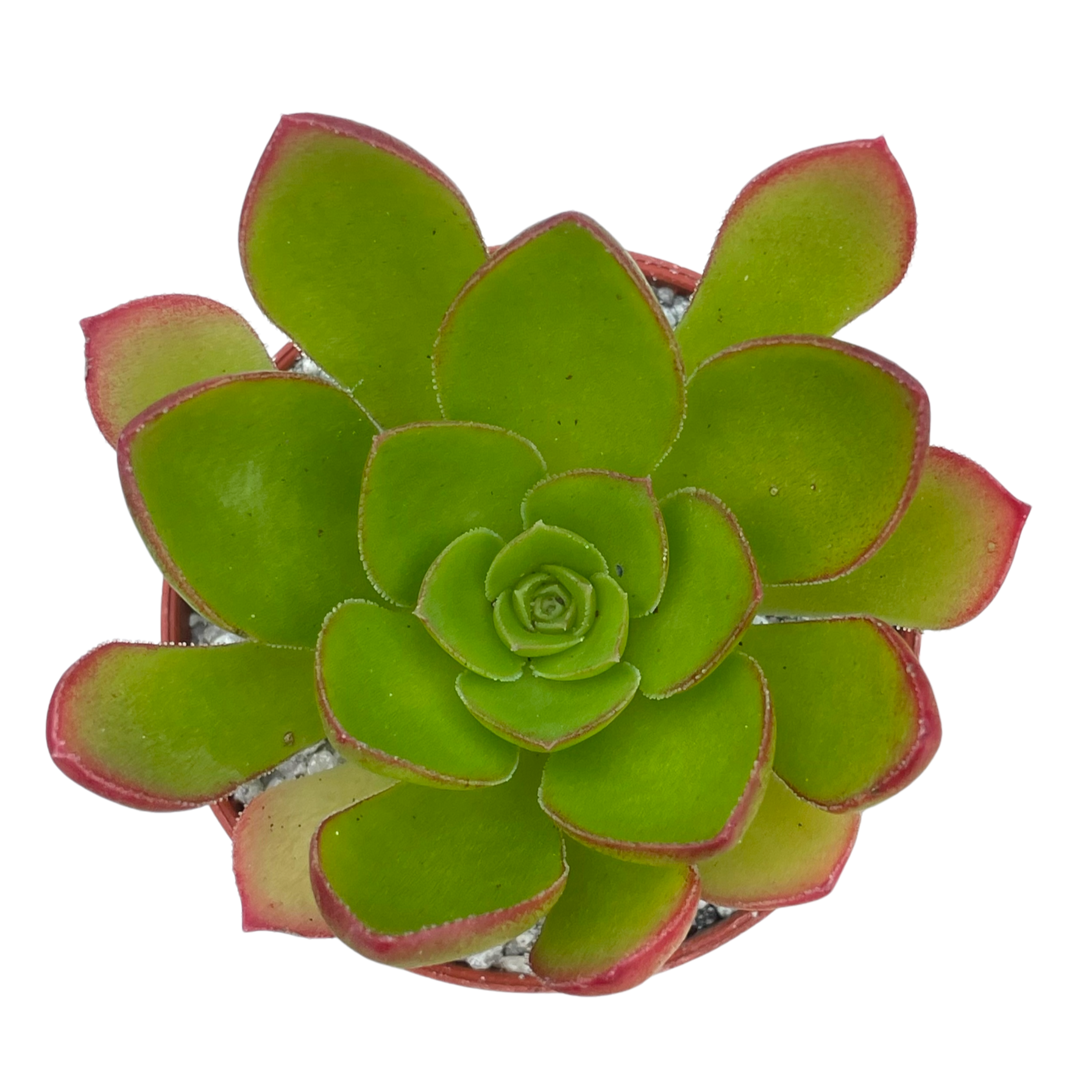 x Semponium 'Diamond'