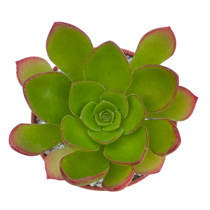 x Semponium 'Diamond'
