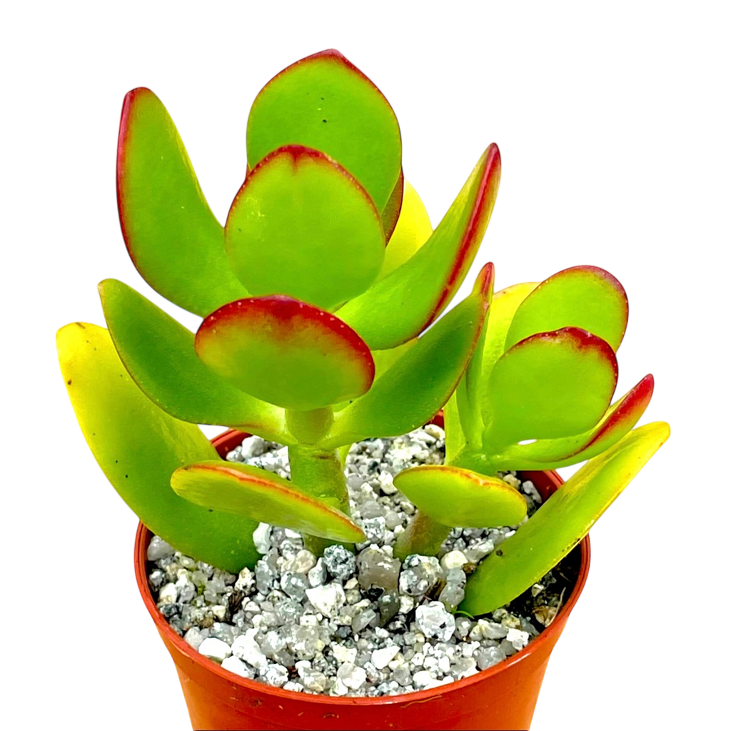 Crassula ovata | Jade Plant