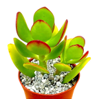 Crassula ovata | Jade Plant