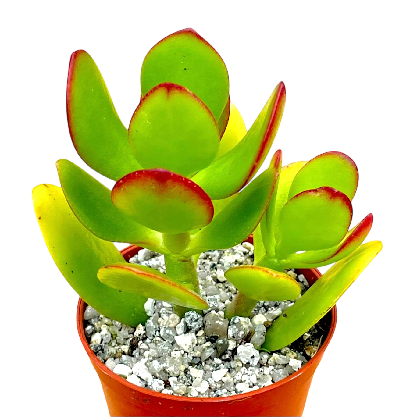 Crassula ovata | Jade Plant