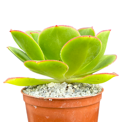 Aeonium 'Saturn'
