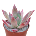 Echeveria colorata f. brandtii