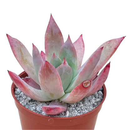 Echeveria colorata f. brandtii