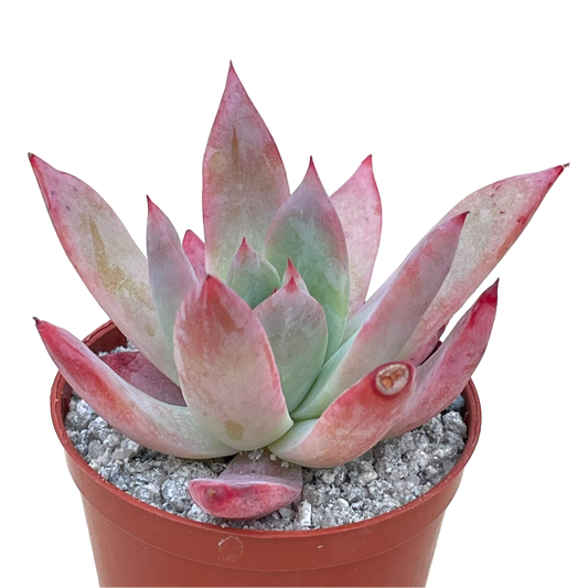 Echeveria colorata f. brandtii