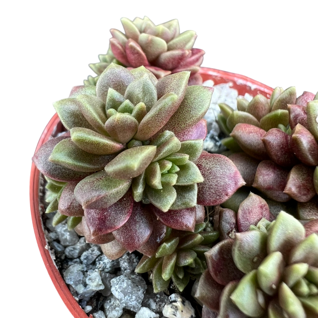 x Cremnosedum 'Little Gem'