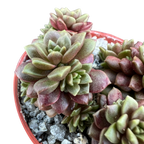 x Cremnosedum 'Little Gem'