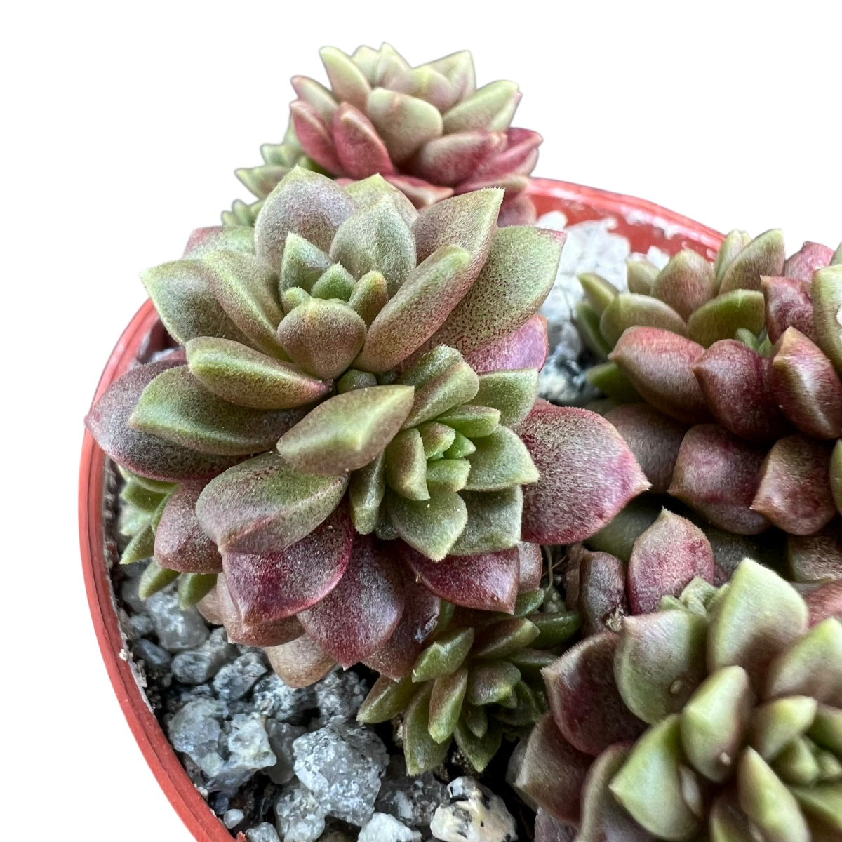 x Cremnosedum 'Little Gem'