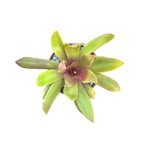 Crassula orbicularis var. rosularis