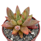 x Pachyveria 'Yvonne'