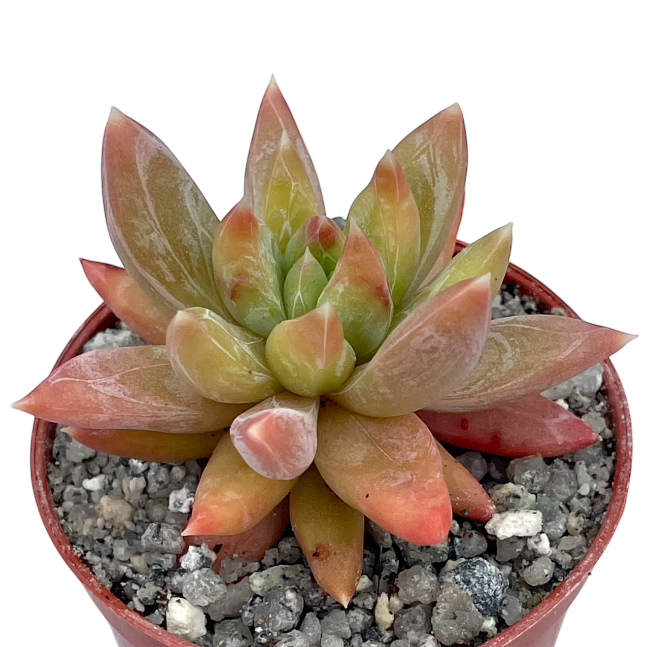 x Pachyveria 'Yvonne'