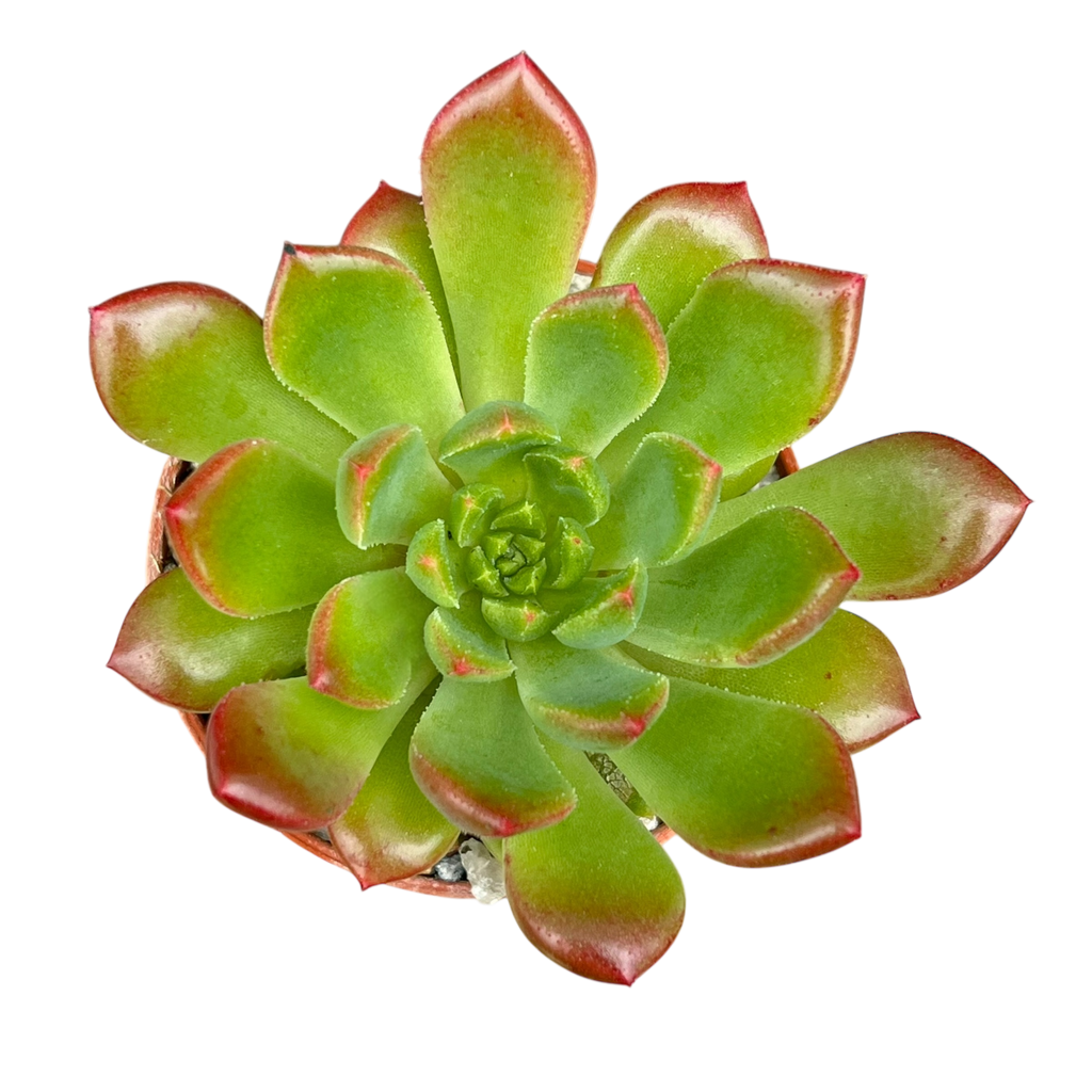 Echeveria 'Ron Evans'