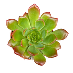 Echeveria 'Ron Evans'