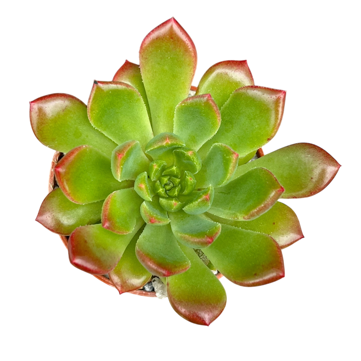Echeveria 'Ron Evans'
