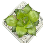 Haworthia 'Green Giant'