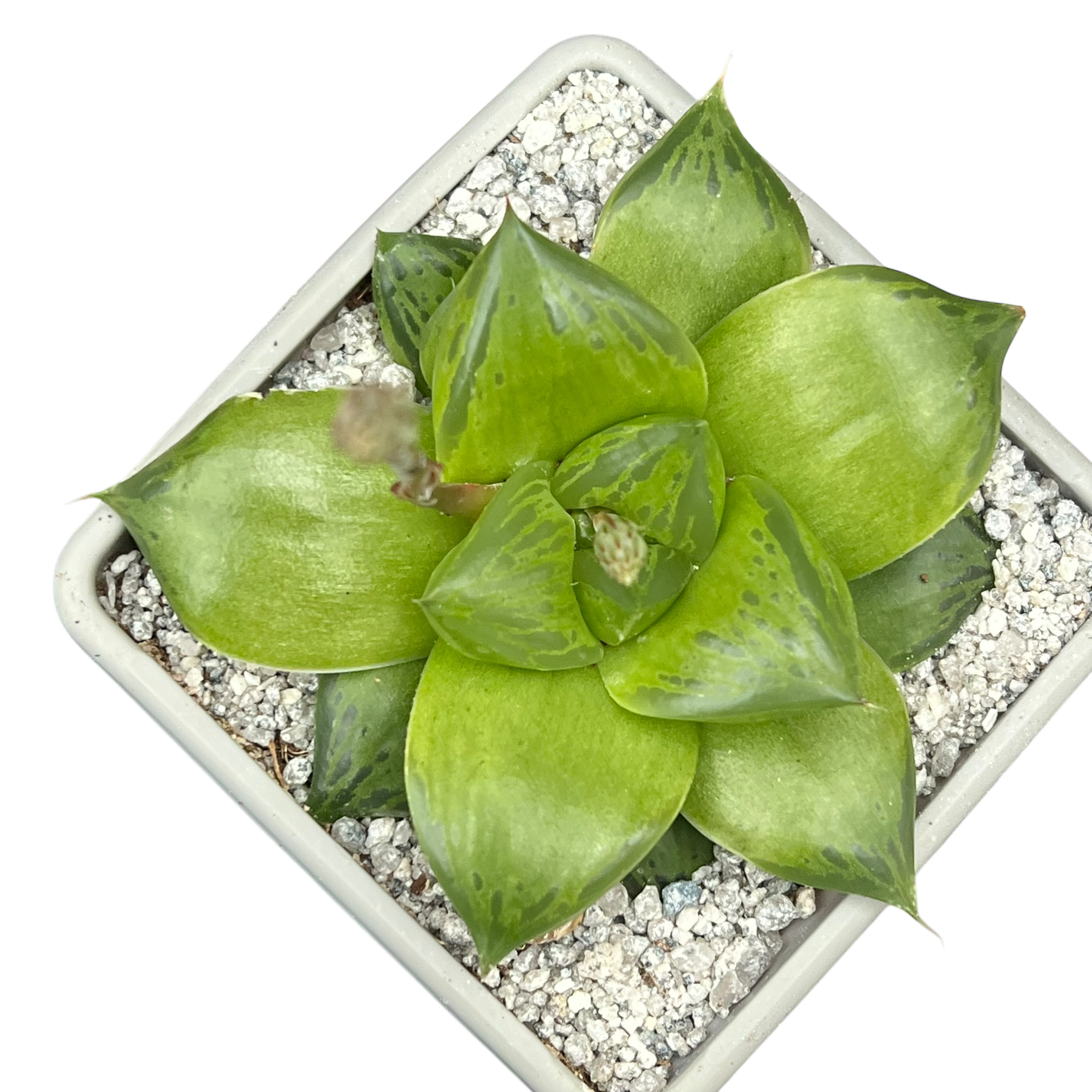 Haworthia 'Green Giant'