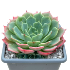 Echeveria glauca