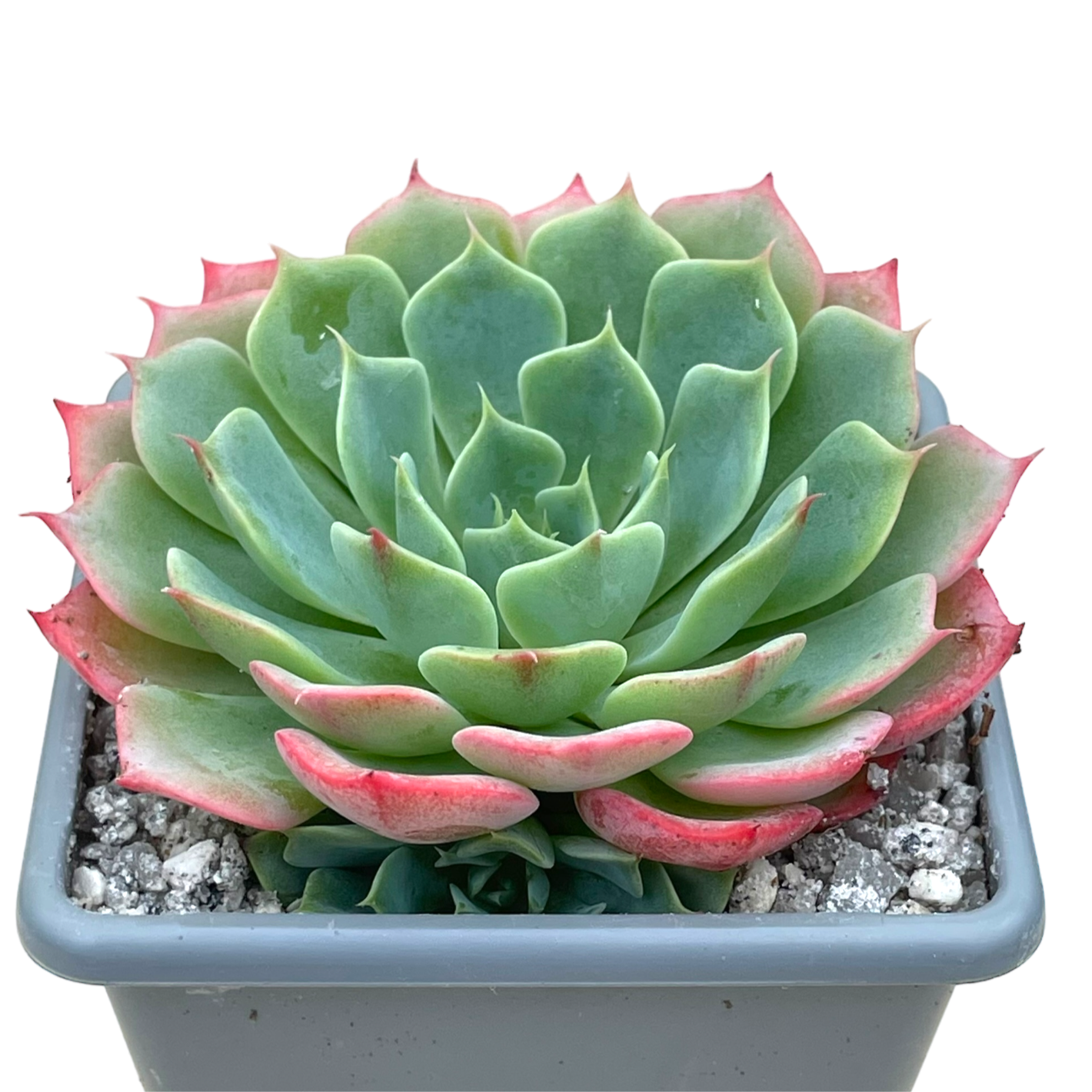 Echeveria glauca