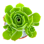 Aeonium 'Emerald Flame'