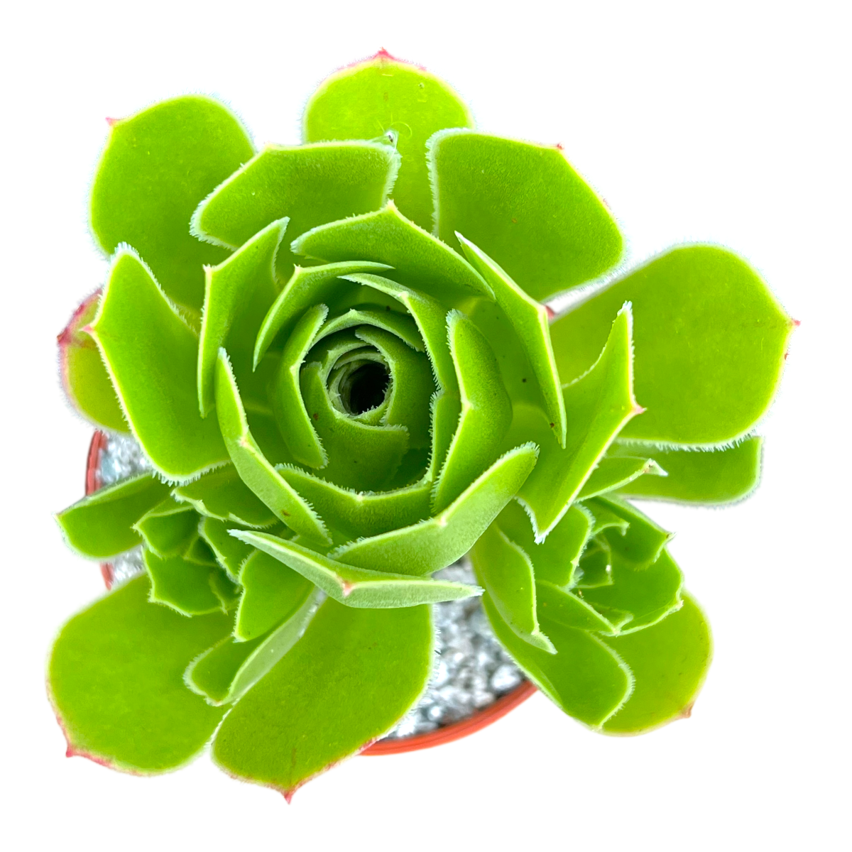 Aeonium 'Emerald Flame'