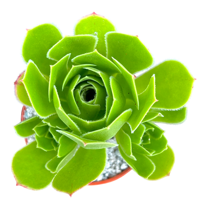 Aeonium 'Emerald Flame'