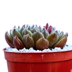 Echeveria 'Scorpio'
