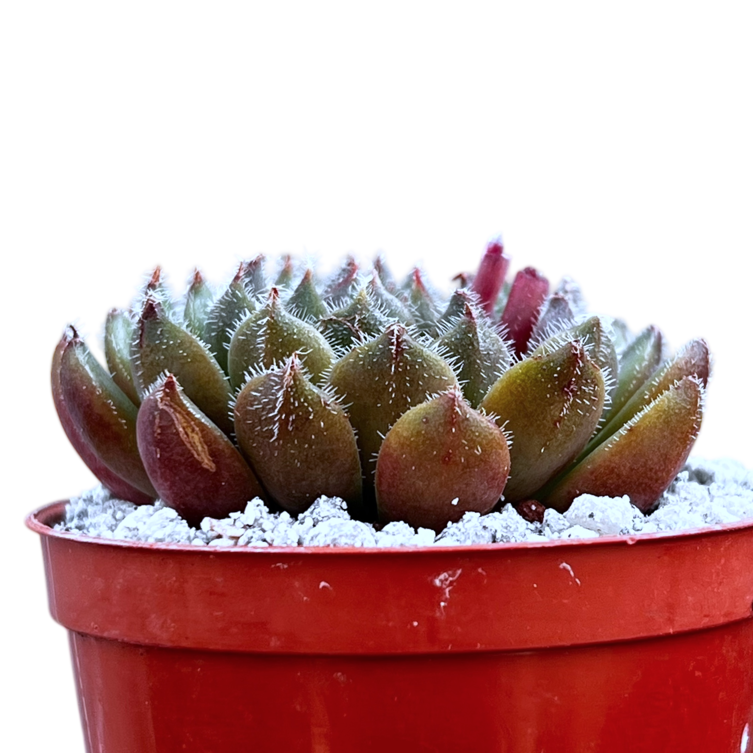 Echeveria 'Scorpio'