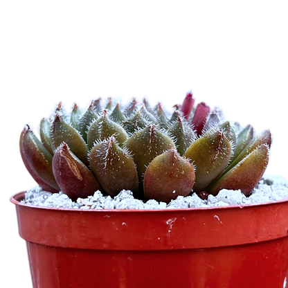 Echeveria 'Scorpio'
