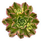 Aeonium 'Green Tea’
