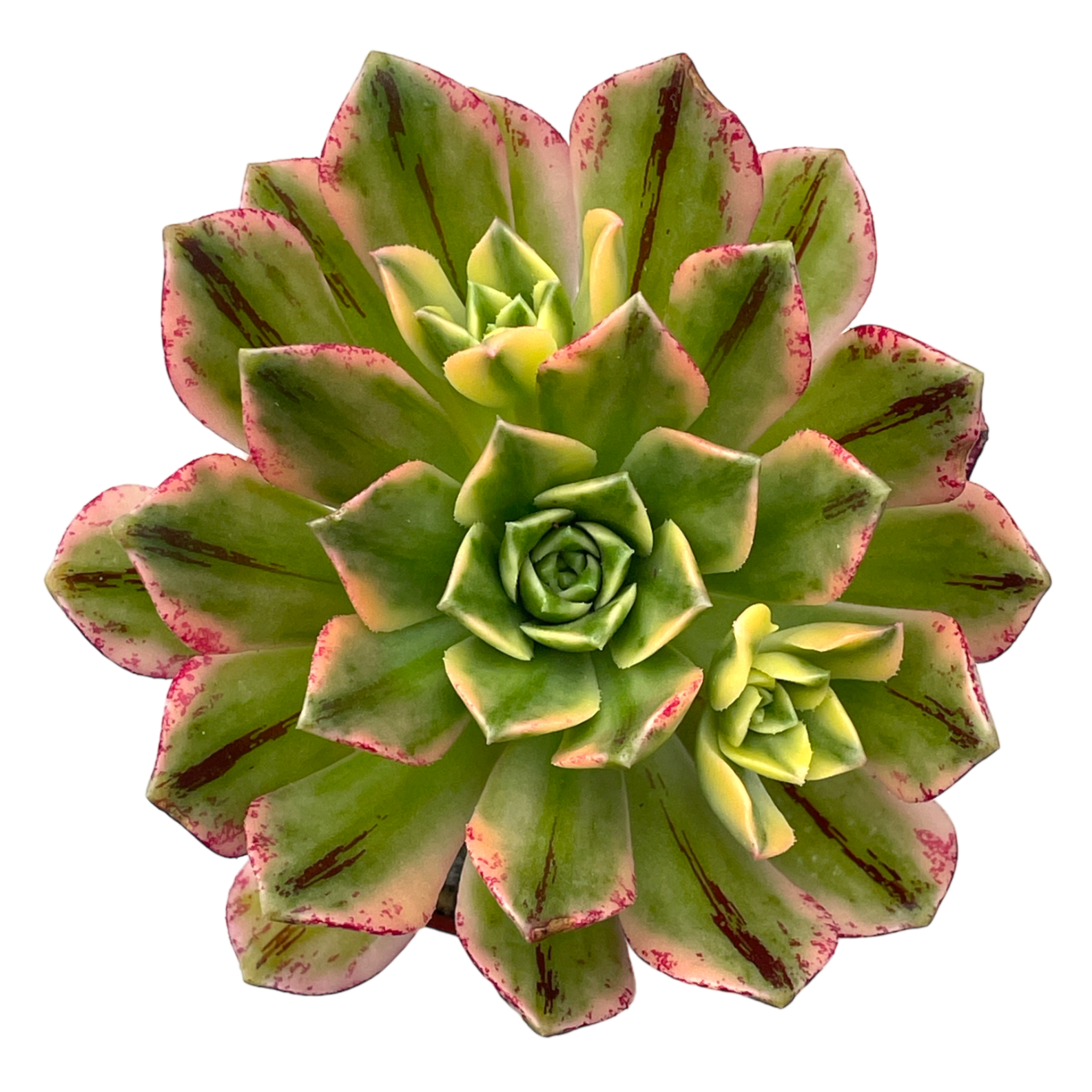 Aeonium 'Green Tea’