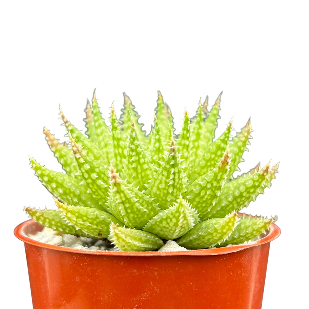 ハオルチア・ヘルバセア