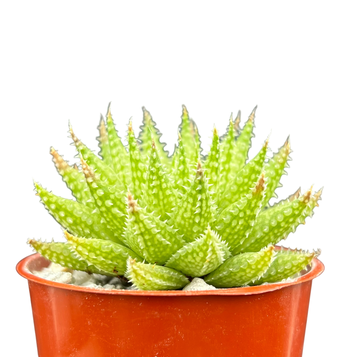 Haworthia herbacea