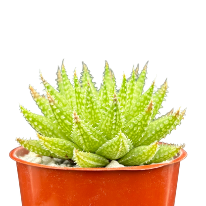 Haworthia herbacea