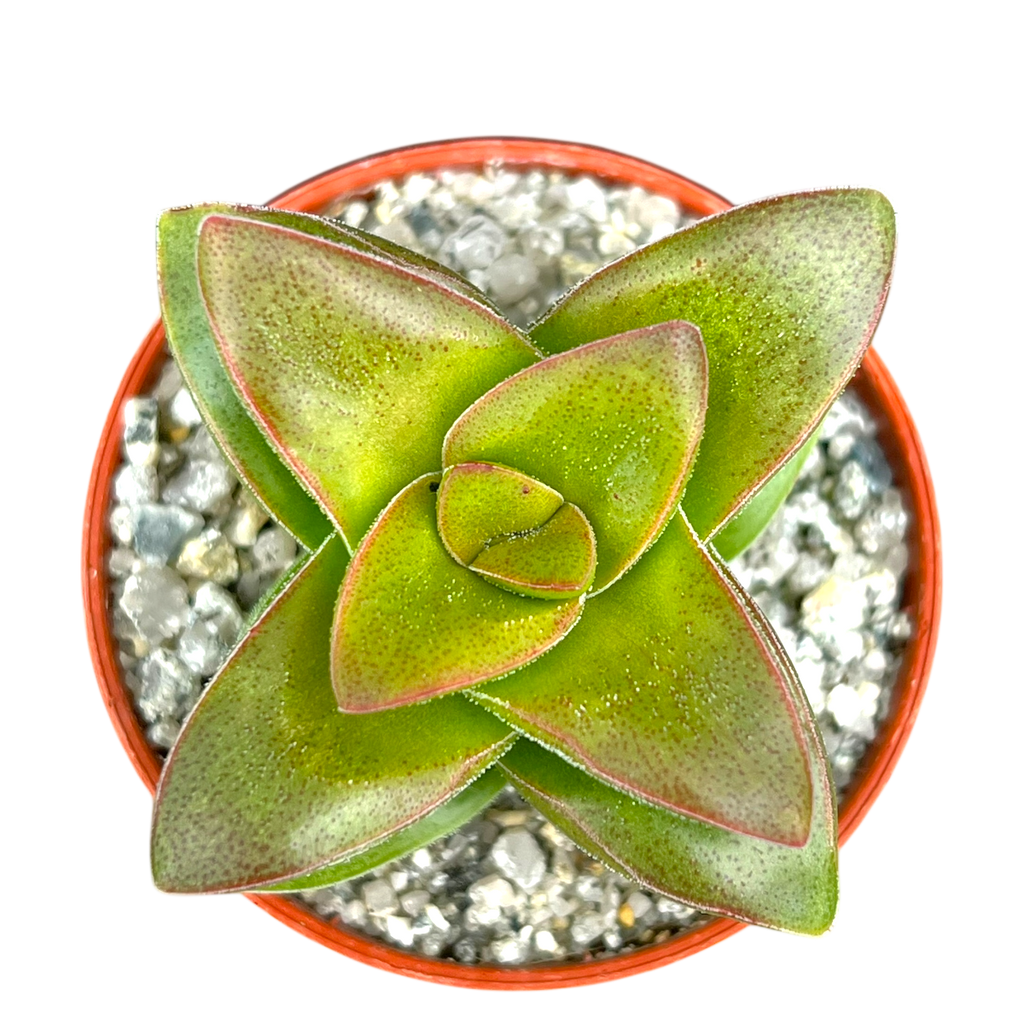 Crassula 'Springtime'