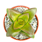 Crassula 'Springtime'