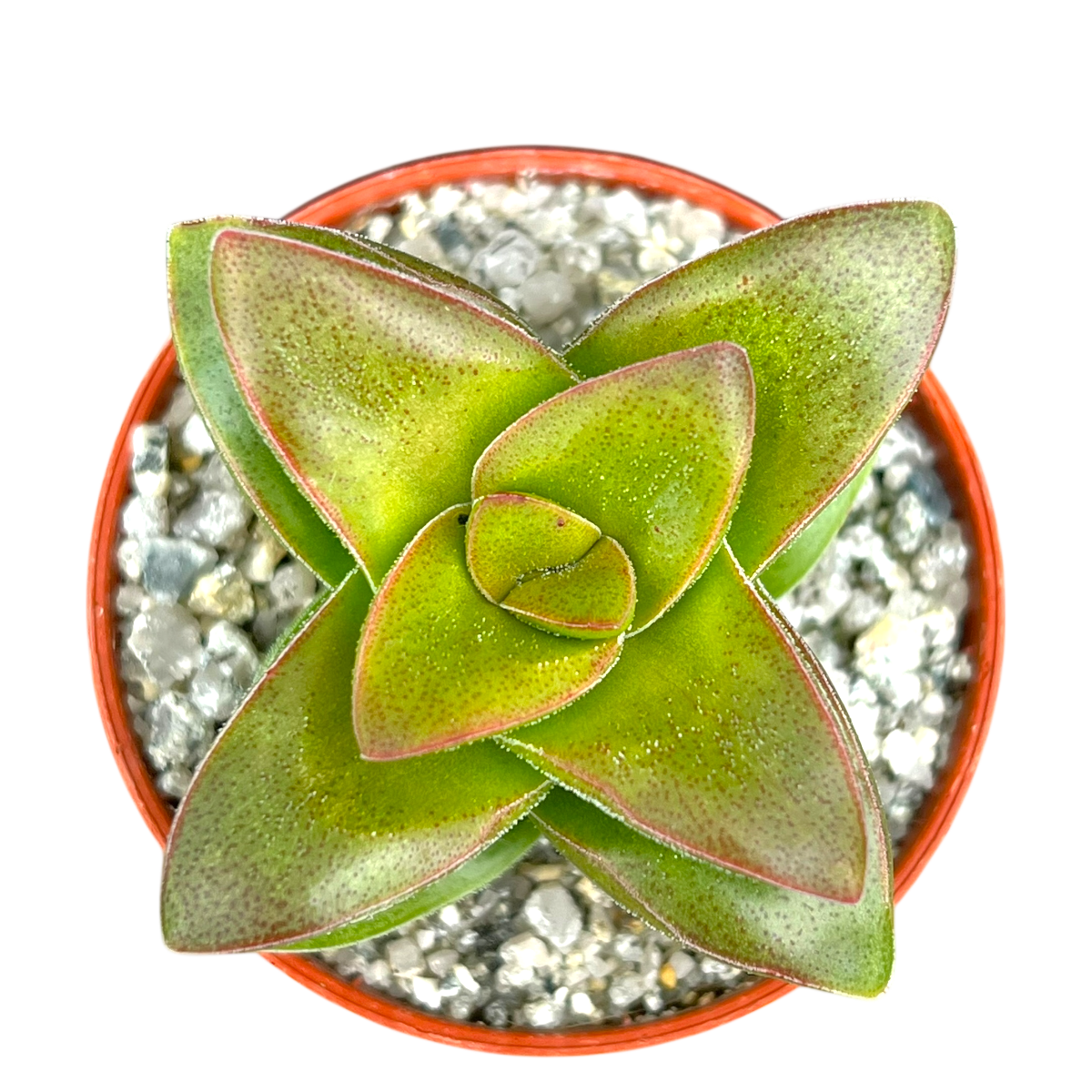 Crassula 'Springtime'