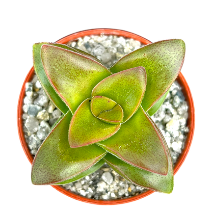 Crassula 'Springtime'