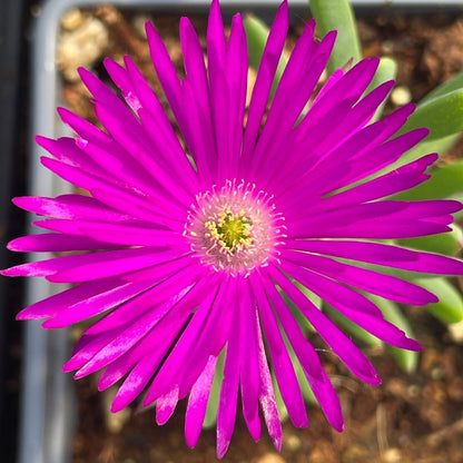 Delosperma