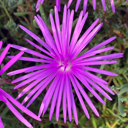 Delosperma