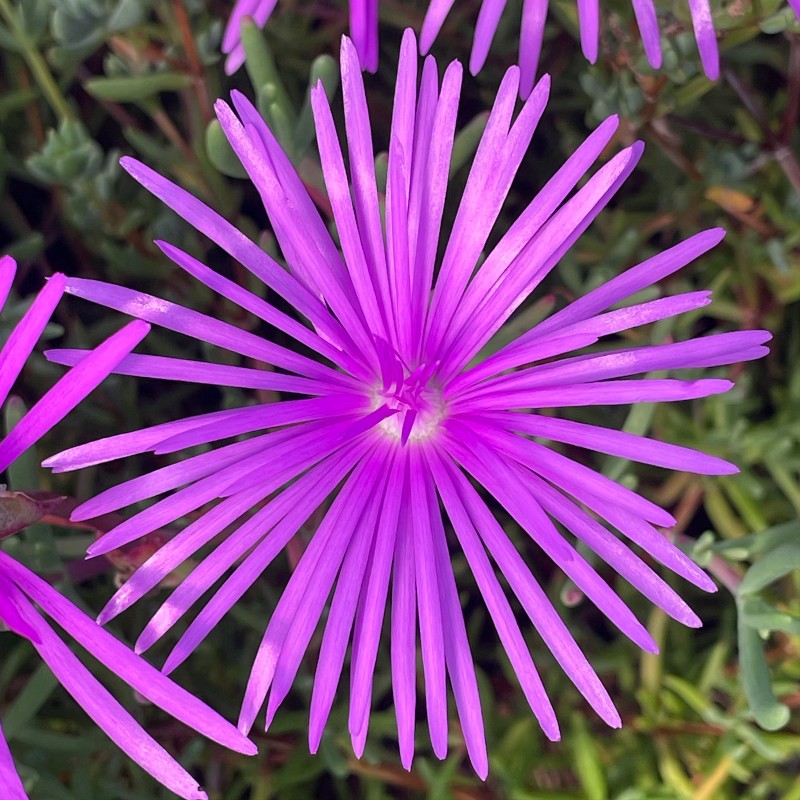Delosperma
