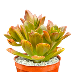 Aeonium 'Bronze Medal'