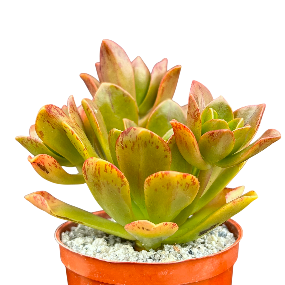 Aeonium 'Bronze Medal'