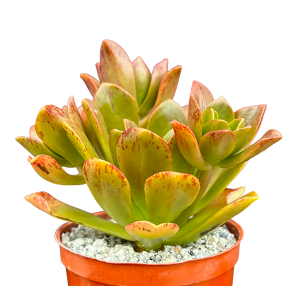 Aeonium 'Bronze Medal'