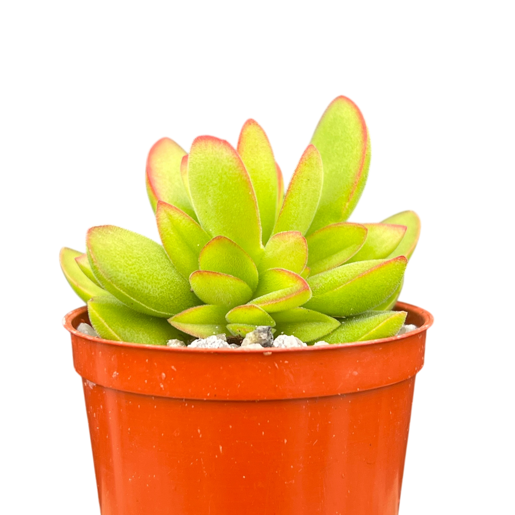 Crassula 'Money Maker'