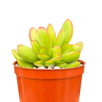 Crassula 'Money Maker'