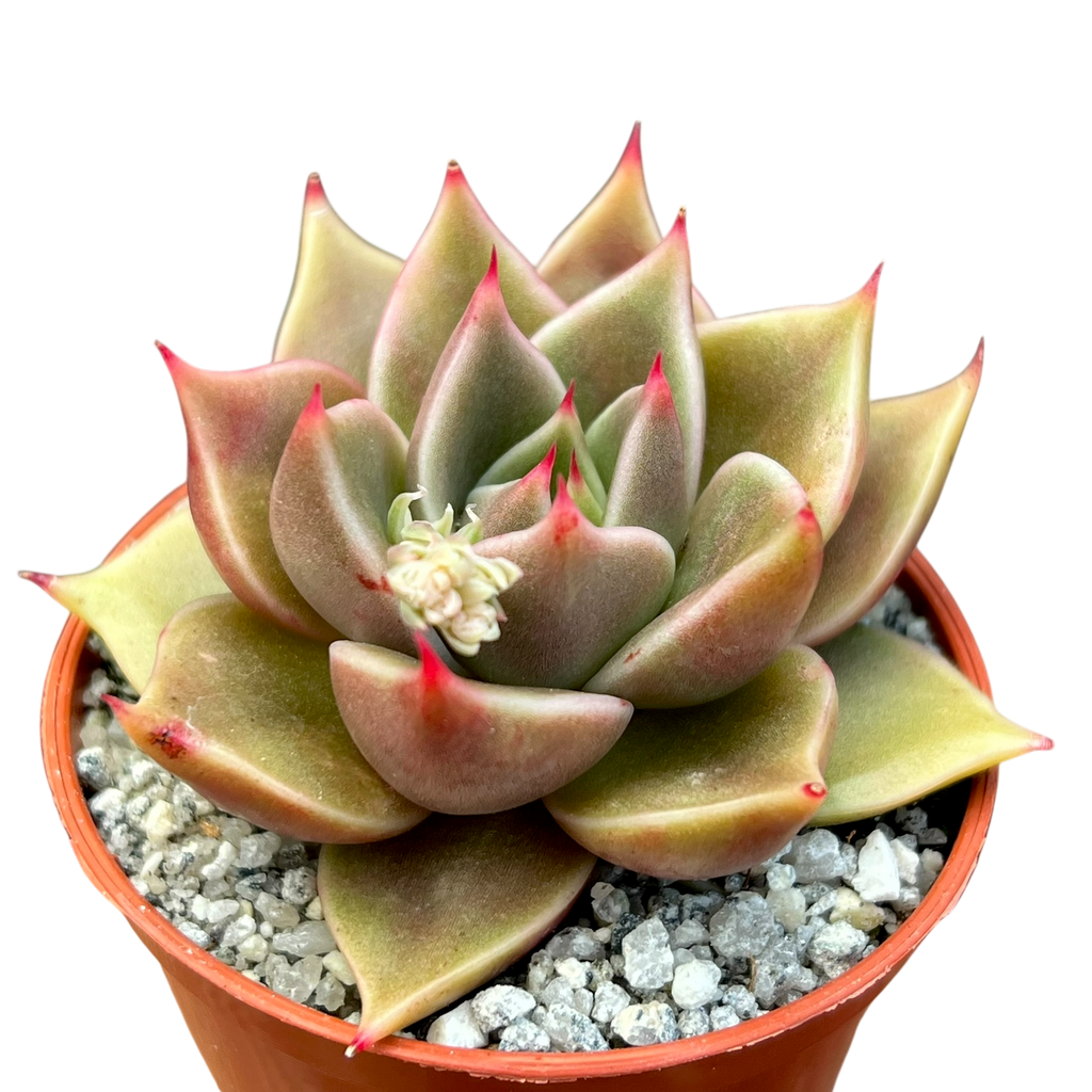 Echeveria 'Crystal Rose'