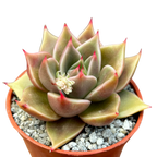 Echeveria 'Crystal Rose'