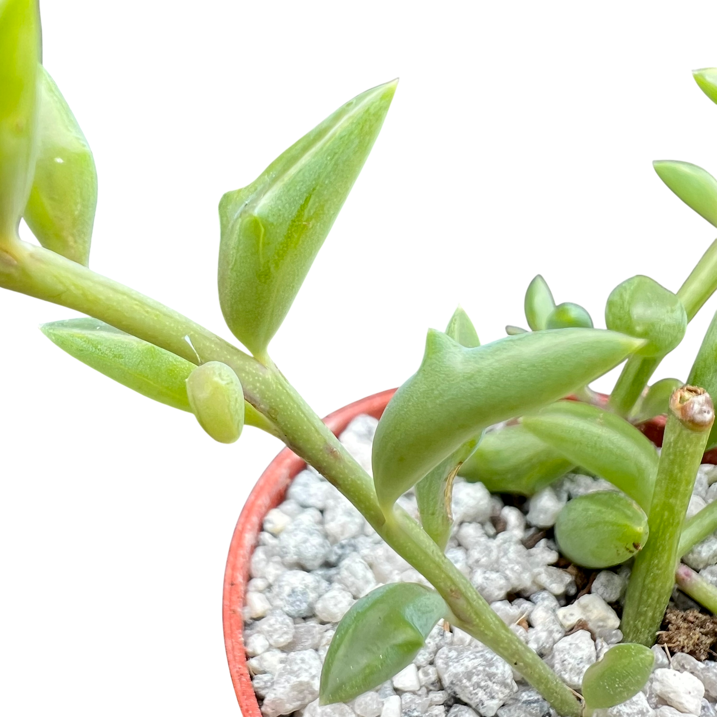 dolphin succulent australia Curio peregrinus