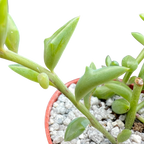 Curio peregrinus | String of Dolphins